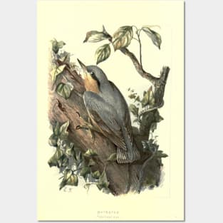 Nuthatch Posters and Art
